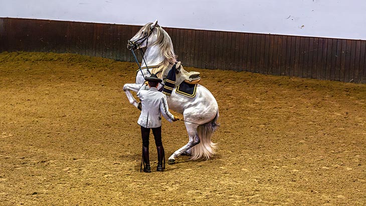 A dapple-grey Andalusian horse being trained by a guide